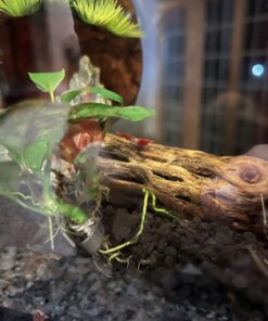 SunGrow Cholla Wood for Shrimps, Dried Husk of Cholla Cactus, Aquarium or Home Decor for Hermit Crabs, Pleco, 3 Pieces per Pack (3 Pieces, 6 inches) 36 71ckBnKZL