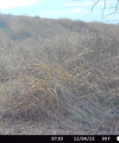 Moultrie Feed Station, Choose Model Feed Station II 31 71ckPSJVuL