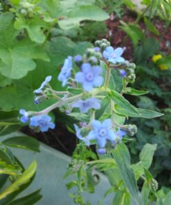 Hummingbird Nectar Wildflower Seeds Bulk Open-Pollinated Wildflower Seed Mix Packet, Non-GMO, No Fillers, Annual, Perennial Wildflower Seeds Year Round Planting - 1 oz 105 71cl0c8tXvL