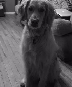 SportDOG No Bark Collar SBC-R 21 71clL38UBsL