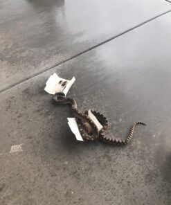 Trapper Max Free Mouse Glue Boards-12 Boards 9 71clMeIhRXL