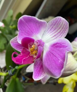 Miracle-Gro Ready-To-Use Orchid Plant Food Mist, 8 oz., Feeds Plants Instantly, 1 Pack 41 71co1M1uYHL