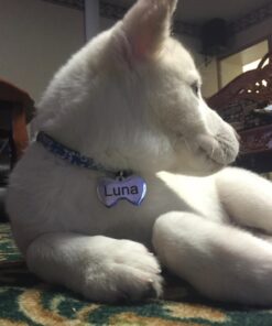 GoTags Stainless Steel Pet ID Tags, Personalized Dog Tags and Cat Tags, up to 8 Lines of Custom Text, Engraved on Both Sides, in Bone, Round, Heart, Bow Tie and More Regular (Pack of 1) 33 71cp9c75gaL