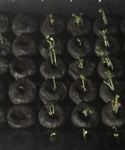 Survival Essentials Garden Heirloom Seed Vault, 100 Variety, Over 17,500 Vegetable, Fruit, and Herbs Seeds, Non-GMO, Non-Hybrid, Plus Free Microgreens Kit 54 71cpMp1fRL