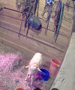 Ring Indoor Cam (2nd Gen) | latest generation, 2023 release | 1080p HD Video & Color Night Vision, Two-Way Talk, and Manual Audio & Video Privacy Cover | White 1 Camera Device only 32 71csVZFs5uL