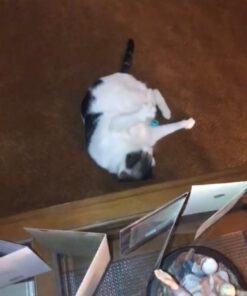 Hartz Just For Cats Midnight Crazies Cat Toy Balls - Assorted, for All Breed Sizes 32 71cv jpTRYL