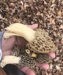 Backyard Morel Mushroom Growing Kit - MOREL HABITAT KIT ® 42 71cveYtw3SL