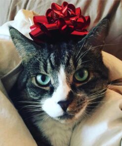 Natural Balance Limited Ingredient Adult Grain-Free Dry Cat Food, Reserve Duck & Green Pea Recipe, 10 Pound (Pack of 1) 10.00 Pound (Pack of 1) 16 71cxDlTDiUL