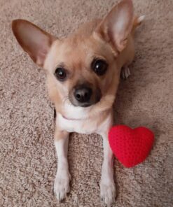 Ethical 3-1/2-Inch Pet Food Can Covers, 3-Pack Covers Are 3 1/2" Diameter 32 71cxiOcL1oL