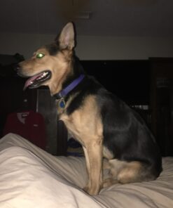 Leashboss 3X - Two Handle Dog Leash with Extra Traffic Handle - Heavy Duty Double Padded Handle Lead for Walking and Training Large Dogs - Large Dog Leash for Control and Training 30 71czfzgTCoL