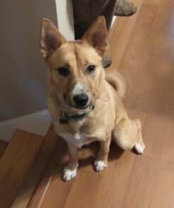 Wisdom Panel Breed Discovery Dog DNA Kit: Most Accurate Dog Breed Identification, Test for 365+ Breeds, MDR1 Health Test, Ancestry, Relatives 38 71d N8yT4wL 1