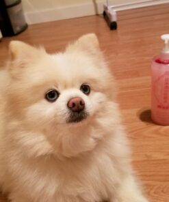 Kikumasamune Moisturizing Hydrating Body & Skin Toning Lotion, 2 in 1 Toner Lotion for Women & Men from Japan 16.9 Oz (High Moist) (pack of 1) 16.9 Fl Oz (Pack of 1) 30 71d0La1F0tL