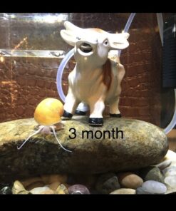 Golden Mystery Snail - 1/2"-2" - Algae Eater for Aquariums 32 71d174jgCzL