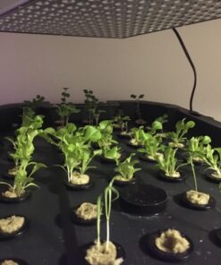 Grodan 1" x 1" Starter Plug Rockwool Hydroponic Grow Media (50 Cubes) (Тhrее Расk) (50 Cubes) (Full Size) 8 71d1g LLROL