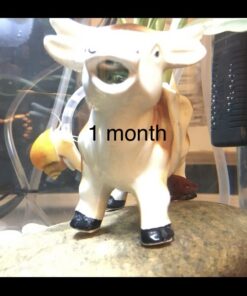 Golden Mystery Snail - 1/2"-2" - Algae Eater for Aquariums 31 71d1iiEL6L