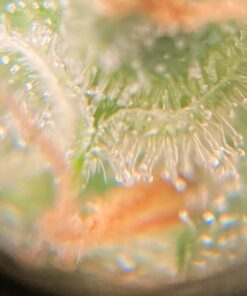 Beileshi 60x Zoom Microscope Magnifier LED + Uv Light Clip-on Micro Lens for Universal Mobile Phones Universal Clamp for iPhone 7s Plus/7s/7/7plus/ 6 6s 6Plus/ 5 Samsun/HTC 40 71d3CTVFbeL