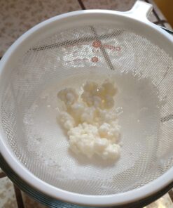 Live Milk Kefir Grains - Live Probiotic Culture Mr. and Mrs. Kefir Instructions 22 71d4QU7rz2L