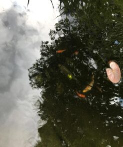 Aquascape 98949 Beneficial Bacteria Concentrate for Pond and Water Features, 1.1-Pound, white 38 71d5xJab5mL