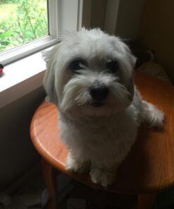 The Story of Diva and Flea (Diva and Flea, 1) 5 71d9N574zoL