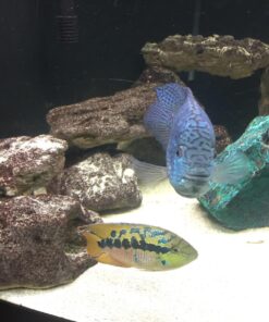 MarineLand Magnum Polishing Internal Canister Filter, For aquariums Up To 97 Gallons, 10.5 IN (ML90770) 52 71d9b1hn7mL