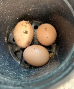 Prairie's Choice Non-GMO Backyard Chicken Feed - Grower Formula, 25lbs 18 71dD5gClsL