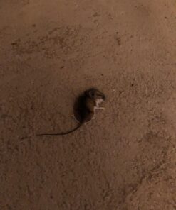 Victor M792 Heavy-Duty Indoor Sonic PestChaser Pro Ultrasonic Mouse, Rat and Other Rodent Repeller Pest Chaser 24 71dDVad1qL