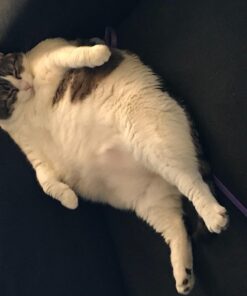 Cottonelle Ultra ComfortCare Big Roll Toilet Paper, Bath Tissue, 12 Toilet Paper Rolls 30 71dDY3jj6RL