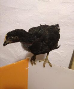 Farm Innovators 3700 Baby Chick Corral Starter Home Coop Kit with 10 Plastic Panels and Adjustable Brooder Lamp Hanger for Up To 15 Chicks 21 71dEIHtImqL