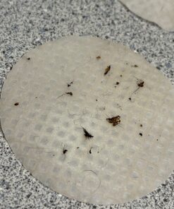 Pet MD - Benzoyl Peroxide Medicated Shampoo for Dogs and Cats - Effective for Skin Conditions, Dandruff, Itch Relief, Acne and Folliculitis - Citrus Scent - 12 oz 21 71dEfKXHtvL