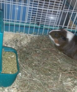 Kaytee Gravity Bin Feeder With Bracket Assorted 32 71dFht8BztL