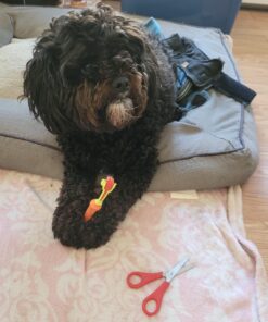 Orgrimmar 2 Pcs Three Sided Pet Toothbrush Dog Brush Addition Bad Breath Tartar Teeth Care Dog Cat Cleaning Mouth 22 71dJEspY9ZL