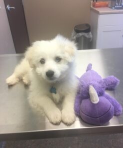 KONG - Cozie™ Rosie Rhino - Indoor Cuddle Squeaky Plush Dog Toy - For Medium Dogs 36 71dJJF6cVWL