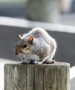 Nikon D500 DX-Format Digital SLR with 16-80mm ED VR Lens Black 67 71dJjpdBWML