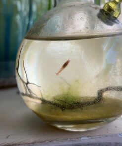 Shrimp Bubble Glass Self-Sustaining Ecosystem Amber 41 71dNVtCxaSL
