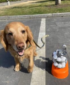 iPlay, iLearn Kids Golf Toys Set, Boys Outdoor Sport Toy Age 3-5, Toddler Outside Golf Ball Game W/Left & Right Club Head, Child Yard Play, Birthday Gifts for 4 6 7 8 Year Olds Girls Orange 18 71dNiORm4oL