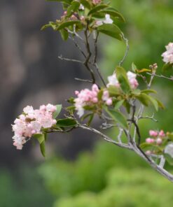 Sigma 150-600mm F5-6.3 DG OS HSM Zoom Lens Contemporary for Nikon DSLR Cameras (745-306) with Sigma USB Dock for Nikon Lens & Sandisk Extreme 32GB Professional SDHC Class 10 UHS-II Memory Card 11 71dO aqf7XL