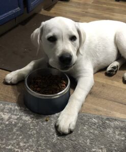 IAMS Smart Puppy Large Breed Dry Dog Food with Real Chicken, 30.6 lb. Bag 30.6 Pound (Pack of 1) 41 71dO1lzeCXL