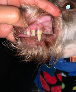 Virbac CET Enzymatic Toothpaste Eliminates Bad Breath by Removing Plaque and Tartar Buildup, Best Pet Dental Care Toothpaste -Beef Flavor, 2.5 Oz Tube (Color Varies) Beef 43 71dOKSfWy0L