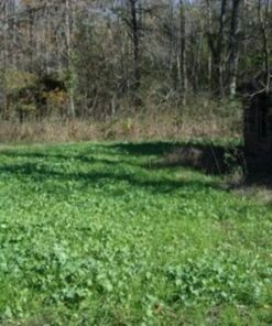 Whitetail Institute No-Plow Deer Food Plot Seed - Hardy, Fast-Growing Blend of Annuals for Areas Difficult to Access with Farming Equipment - Highly Nutritious and Attractive to Deer 9-Pound (.5 acre) 11 71dPOoFZYAL