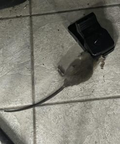 Kat Sense Rat Traps That Work Indoor & Outdoor for Instant Kill Results, Set of 8 Large Reusable Snap Traps for Mice Chipmunks 'N Squirrels 8 Piece 34 71dQ7DHhA3L