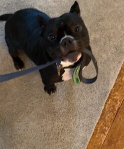 Mighty Paw Dual Handle Dog Leash - Reflective Lead with Two Handles - Dual Dog Leash Long - 2 Handle Dog Lead - Dog Leash with Traffic Loop Dog Leash 6 Foot (Grey/Green) Grey/Green 31 71dRwE ioVL