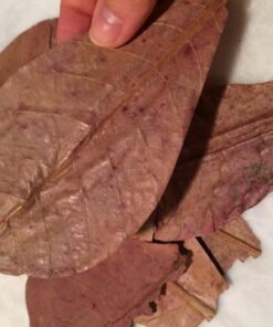 Aquatic Arts 10 Giant Catappa Indian Almond Leaves for Aquarium Use 20 71dS83oUtRL 1