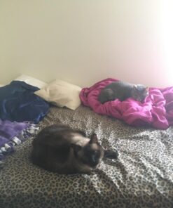 Comfort Zone Calming Diffuser Kit for Cat Calming Single Diffuser Kit Old Feliway Formula 47 71dSLd2SXwL