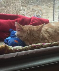 Oster Sunny Seat Window-Mounted Cat Bed, 50 Pounds 46 71dSMW9Wx4L