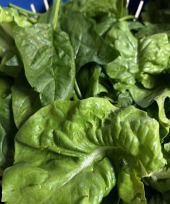 Heirloom Seeds for Planting Vegetables and Fruits - Survival Essentials 135 Variety Seed Vault - Medicinal Herb Seeds - Grow Healthy Non-GMO Food 69 71dTv2pzgVL