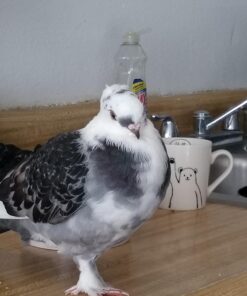 Gimborn Scalex for Birds - Mite & Lice Spray - 32 ounce 9 71dZ8rqGbVL