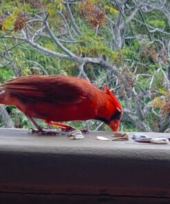 GERBS Jumbo Raw Whole Sunflower Seeds, 32 ounce Bag, Unsalted, Top 14 Food Allergen Free, Non GMO, Vegan, Keto, Paleo Friendly 2 Pound (Pack of 1) 24 71dZK9MdBCL