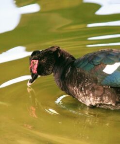 Canon EF-S 55-250mm f/4.0-5.6 is II Telephoto Zoom Lens Base Standard Packaging 66 71dbFsnGmrL