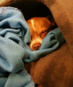 Petmate Kitty Cave, 16-Inch by 19-Inch, Chocolate Brown 9 71dd03hdD1L