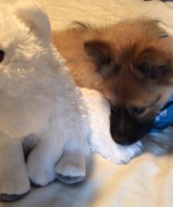 Wild Republic Arctic Fox Plush, Stuffed Animal, Plush Toy, Gifts for Kids, Cuddlekins 12 Inches 33 71ddzVze5zL